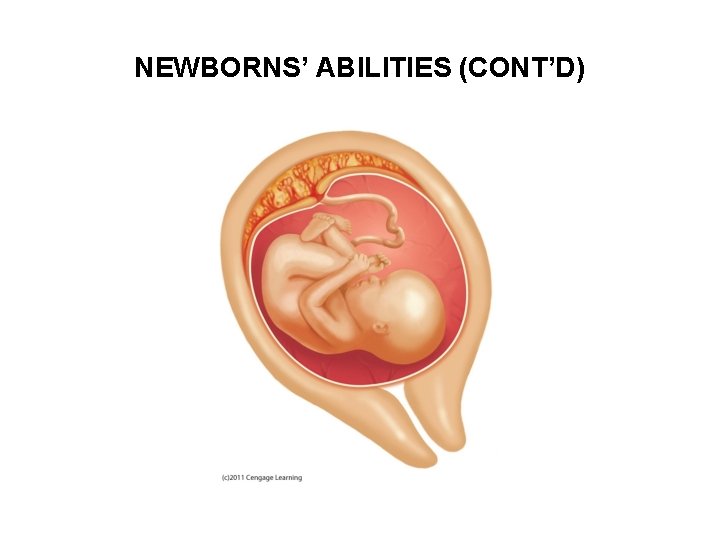 NEWBORNS’ ABILITIES (CONT’D) 