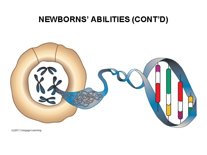 NEWBORNS’ ABILITIES (CONT’D) 