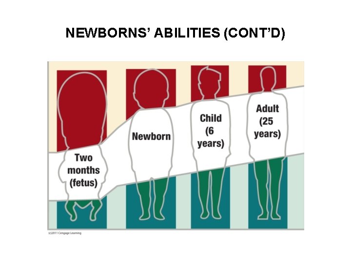 NEWBORNS’ ABILITIES (CONT’D) 