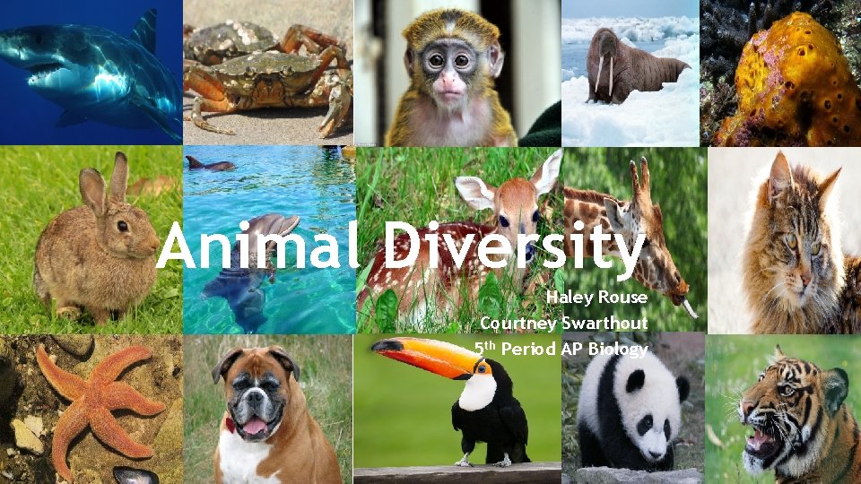 Animal Diversity Haley Rouse Courtney Swarthout 5 th Period AP Biology 