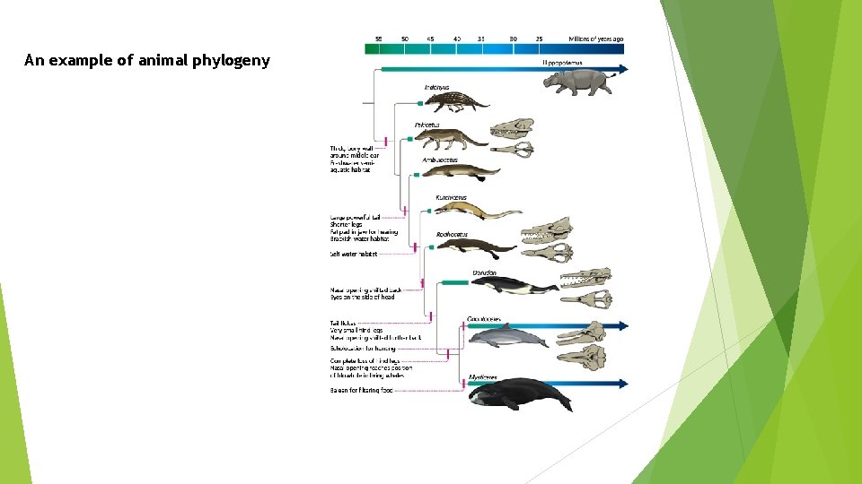 An example of animal phylogeny 