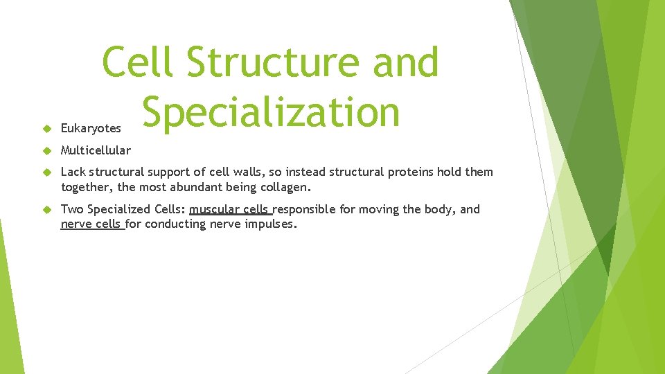 Cell Structure and Specialization Eukaryotes Multicellular Lack structural support of cell walls, so instead