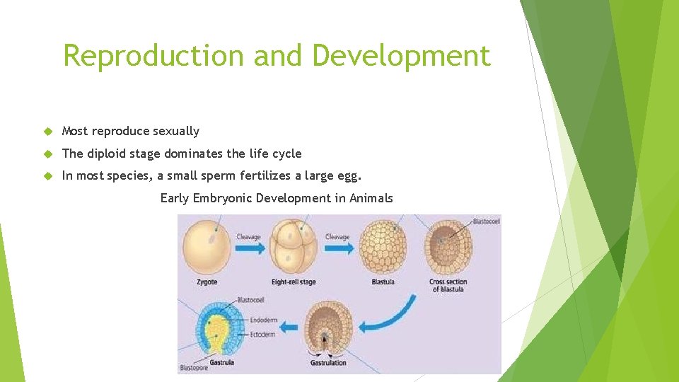 Reproduction and Development Most reproduce sexually The diploid stage dominates the life cycle In