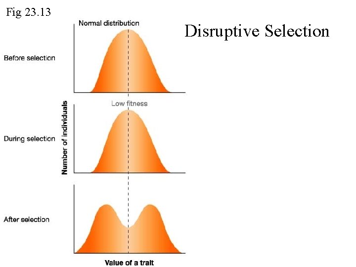 Disruptive Selection Process More Evolution Types of Selection and Randomness Exam