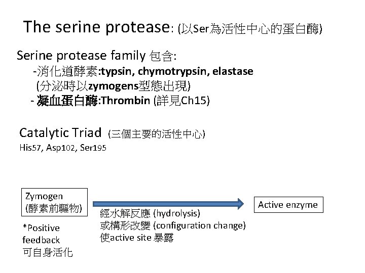 The serine protease: (以Ser為活性中心的蛋白酶) Serine protease family 包含: -消化道酵素: typsin, chymotrypsin, elastase (分泌時以zymogens型態出現) -