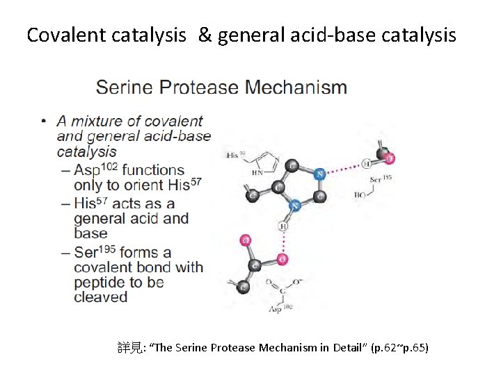 Covalent catalysis & general acid-base catalysis 詳見: “The Serine Protease Mechanism in Detail” (p.