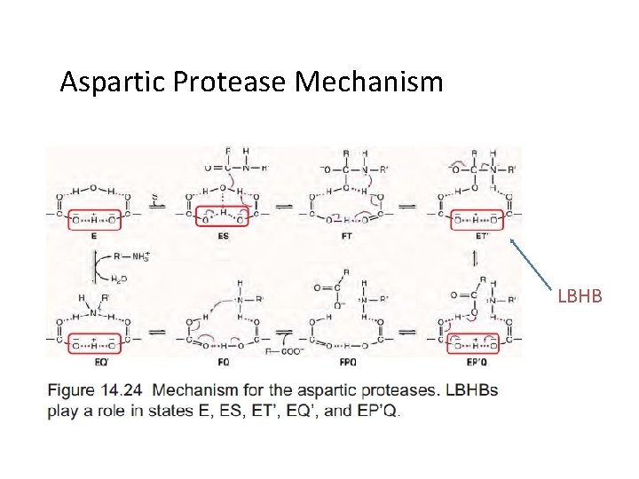 Aspartic Protease Mechanism LBHB 