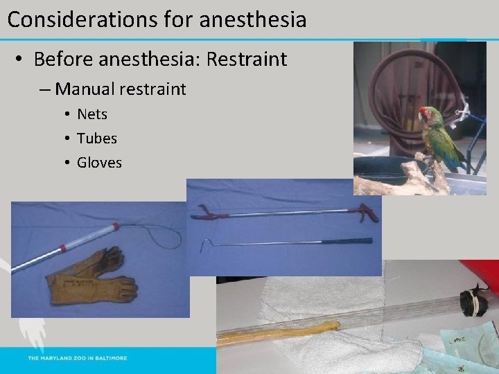 Considerations for anesthesia • Before anesthesia: Restraint – Manual restraint • Nets • Tubes