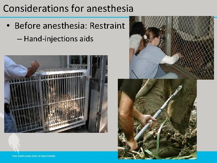 Considerations for anesthesia • Before anesthesia: Restraint – Hand-injections aids 