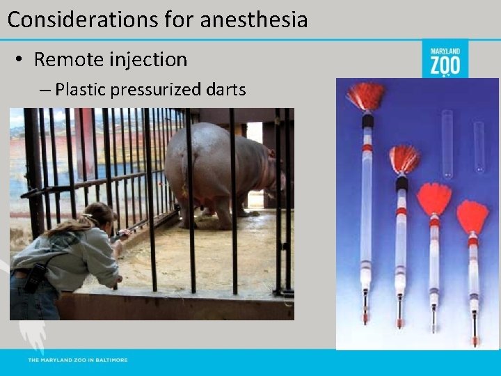Considerations for anesthesia • Remote injection – Plastic pressurized darts 