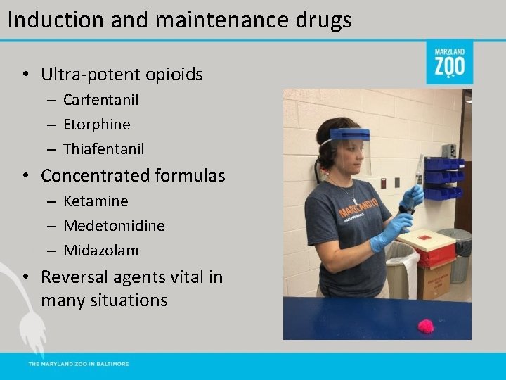 Induction and maintenance drugs • Ultra-potent opioids – Carfentanil – Etorphine – Thiafentanil •