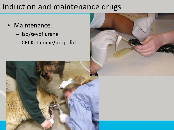Induction and maintenance drugs • Maintenance: – Iso/sevoflurane – CRI Ketamine/propofol 