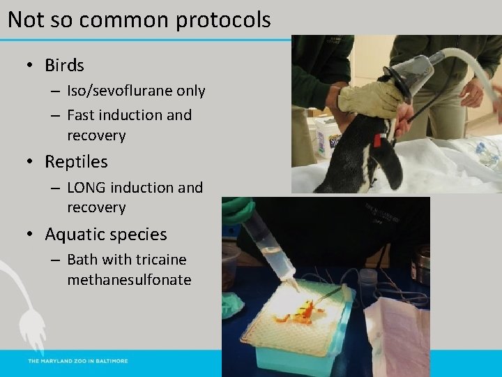 Not so common protocols • Birds – Iso/sevoflurane only – Fast induction and recovery