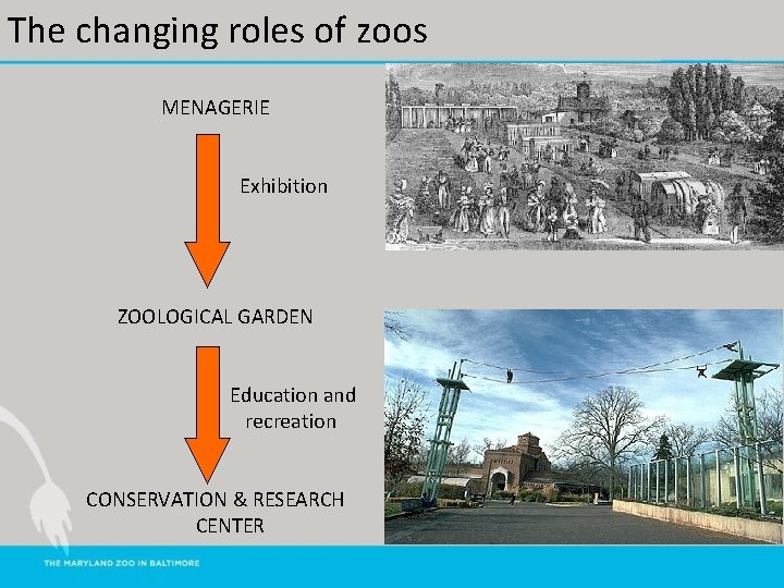 The changing roles of zoos MENAGERIE Exhibition ZOOLOGICAL GARDEN Education and recreation CONSERVATION &
