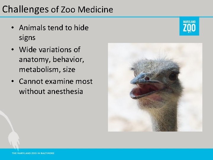 Challenges of Zoo Medicine • Animals tend to hide signs • Wide variations of