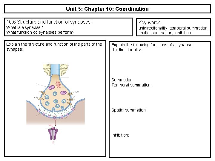 Unit 5: Chapter 10: Coordination 10. 6 Structure and function of synapses: Key words: