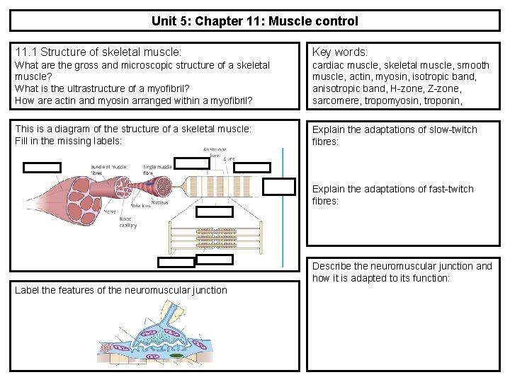 Unit 5: Chapter 11: Muscle control 11. 1 Structure of skeletal muscle: Key words: