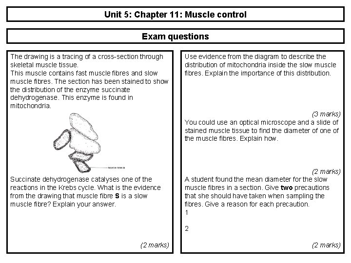 Unit 5: Chapter 11: Muscle control Exam questions The drawing is a tracing of