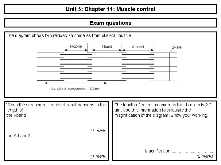 Unit 5: Chapter 11: Muscle control Exam questions The diagram shows two relaxed sarcomeres