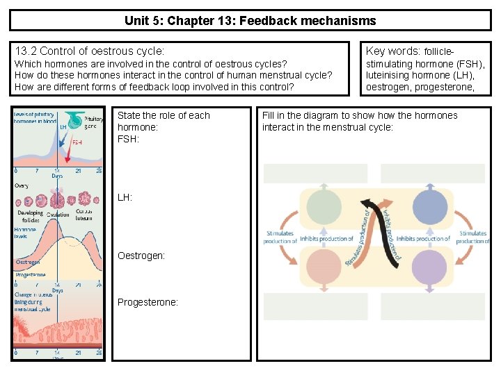 Unit 5: Chapter 13: Feedback mechanisms 13. 2 Control of oestrous cycle: Key words: