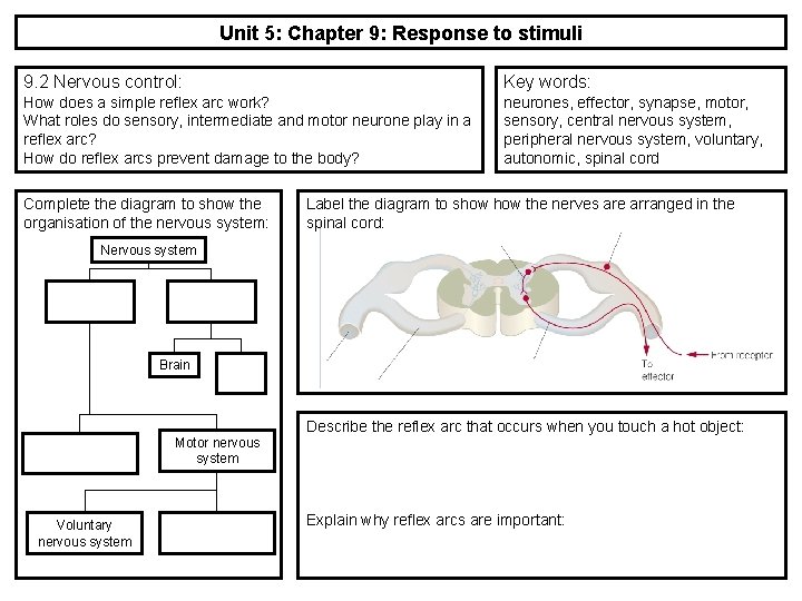 Unit 5: Chapter 9: Response to stimuli 9. 2 Nervous control: Key words: How