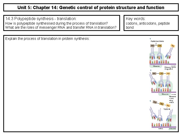 Unit 5: Chapter 14: Genetic control of protein structure and function 14. 3 Polypeptide