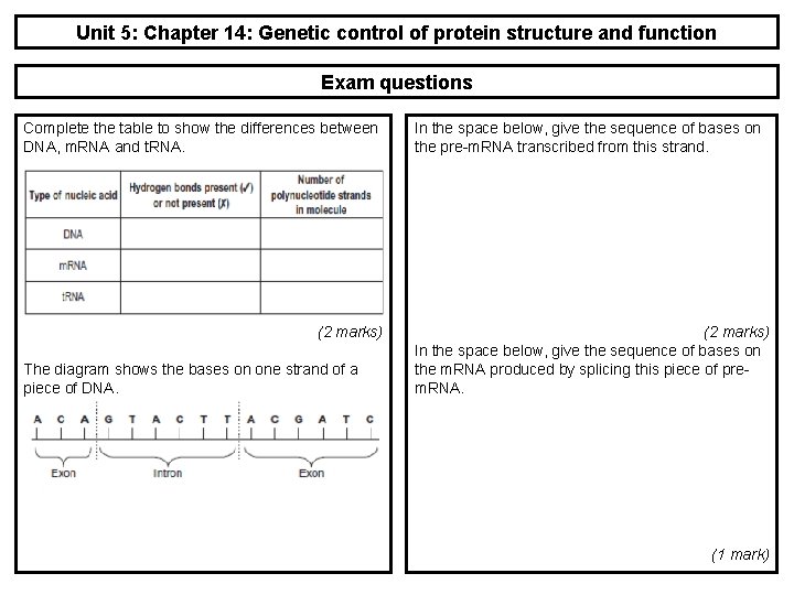 Unit 5: Chapter 14: Genetic control of protein structure and function Exam questions Complete