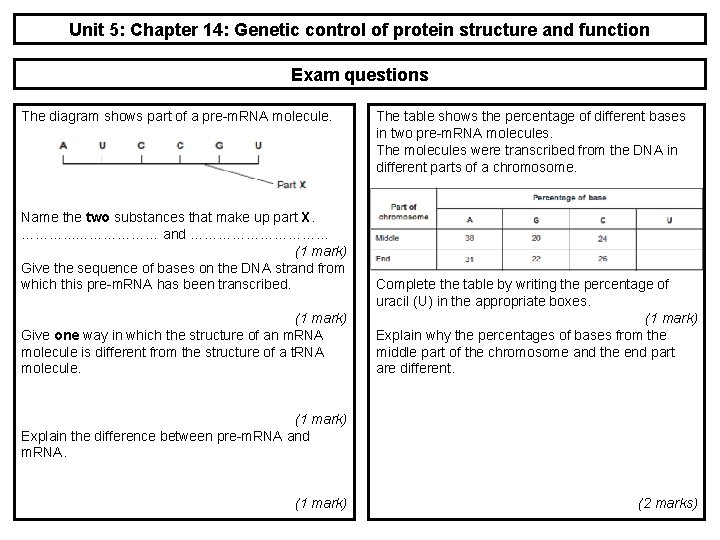 Unit 5: Chapter 14: Genetic control of protein structure and function Exam questions The