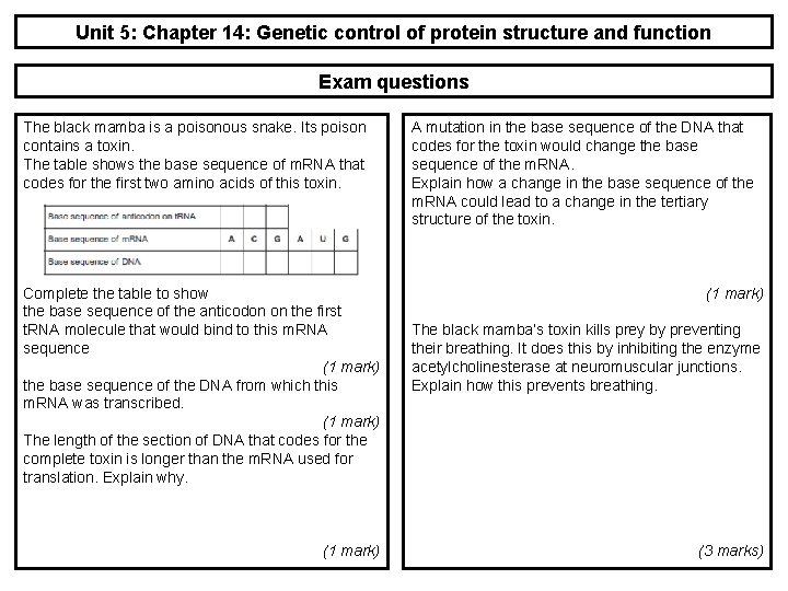 Unit 5: Chapter 14: Genetic control of protein structure and function Exam questions The