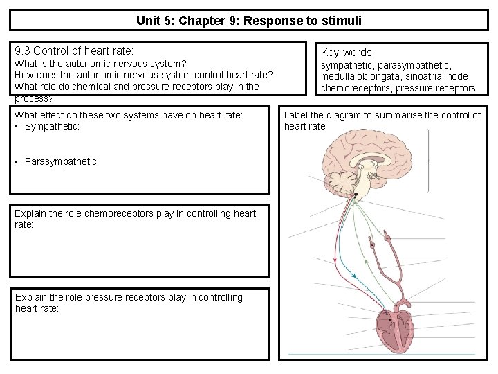 Unit 5: Chapter 9: Response to stimuli 9. 3 Control of heart rate: What