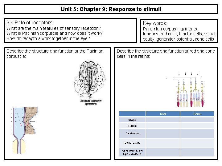 Unit 5: Chapter 9: Response to stimuli 9. 4 Role of receptors: Key words: