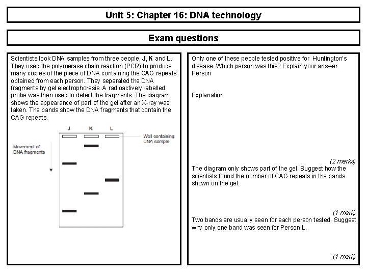 Unit 5: Chapter 16: DNA technology Exam questions Scientists took DNA samples from three