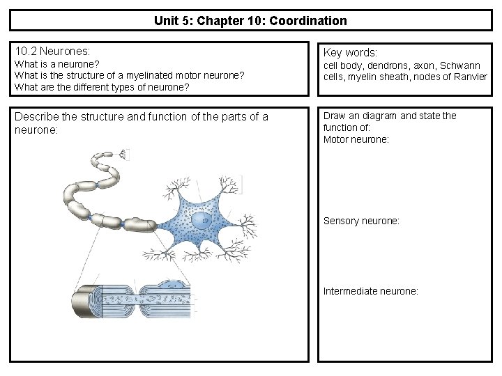 Unit 5: Chapter 10: Coordination 10. 2 Neurones: What is a neurone? What is