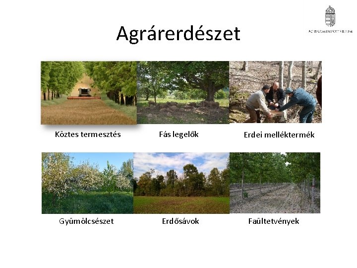 Agrárerdészet Köztes termesztés Fás legelők Gyümölcsészet Erdősávok Erdei melléktermék Faültetvények Agrárerdészet Köztes termesztés Fás legelők Gyümölcsészet Erdősávok Erdei melléktermék Faültetvények