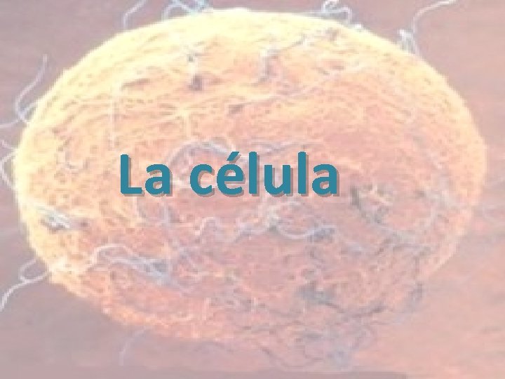 La célula 