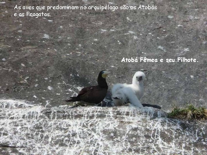 As aves que predominam no arquipélago são os Atobás e as Fragatas. Atobá Fêmea