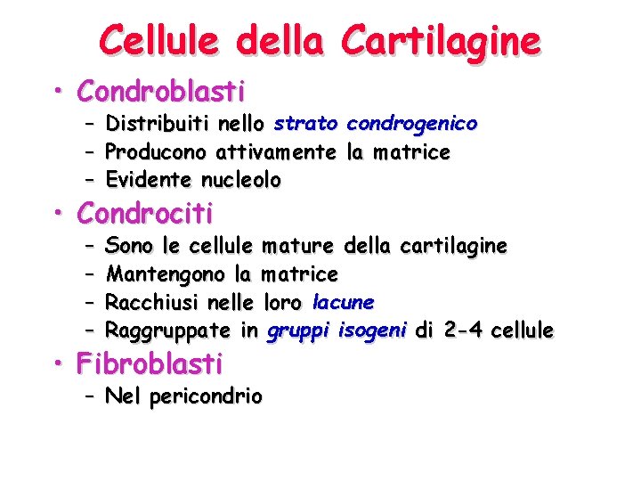 Cellule della Cartilagine • Condroblasti – Distribuiti nello strato condrogenico – Producono attivamente la