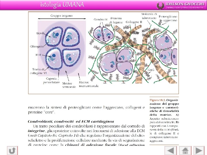 Istologia UMANA 