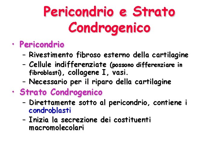 Pericondrio e Strato Condrogenico • Pericondrio – Rivestimento fibroso esterno della cartilagine – Cellule