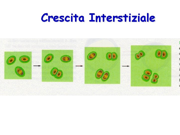 Crescita Interstiziale 