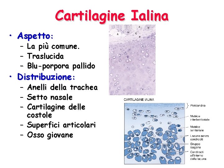 Cartilagine Ialina • Aspetto: – – – La più comune. Traslucida Blu-porpora pallido •