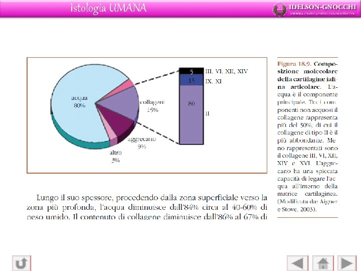 Istologia UMANA 