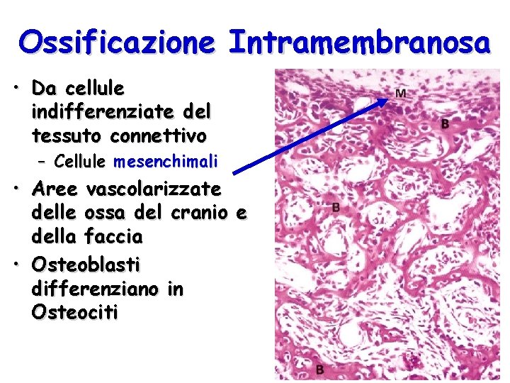 Ossificazione Intramembranosa • Da cellule indifferenziate del tessuto connettivo – Cellule mesenchimali • Aree