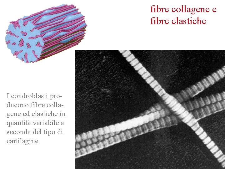 fibre collagene e fibre elastiche I condroblasti producono fibre collagene ed elastiche in quantità