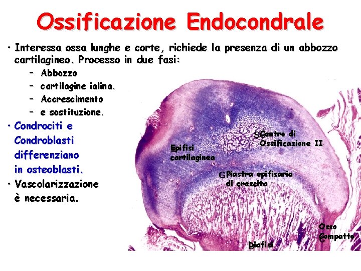 Ossificazione Endocondrale • Interessa ossa lunghe e corte, richiede la presenza di un abbozzo