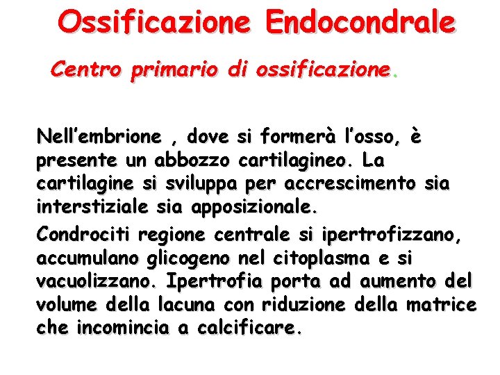 Ossificazione Endocondrale Centro primario di ossificazione. Nell’embrione , dove si formerà l’osso, è presente