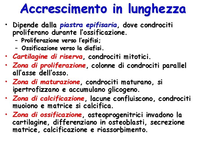 Accrescimento in lunghezza • Dipende dalla piastra epifisaria, dove condrociti proliferano durante l’ossificazione. –