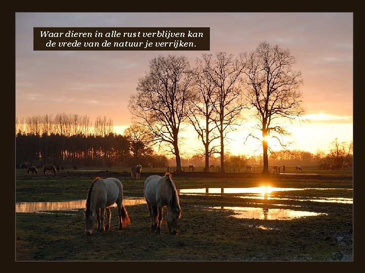  • Waar dieren in alle rust verblijven kan de vrede van de natuur