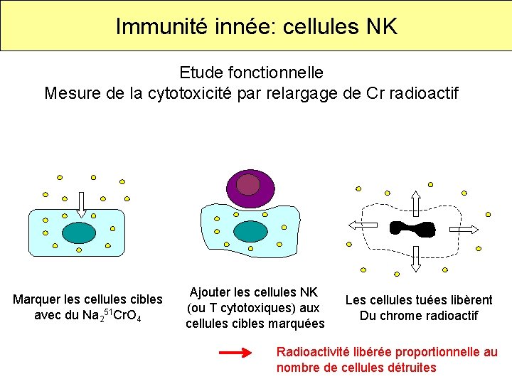 Immunité innée: cellules NK Etude fonctionnelle Mesure de la cytotoxicité par relargage de Cr