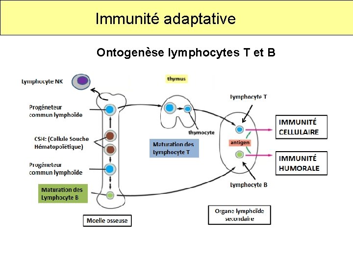 Immunité adaptative Ontogenèse lymphocytes T et B 